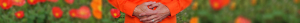 slider sophro